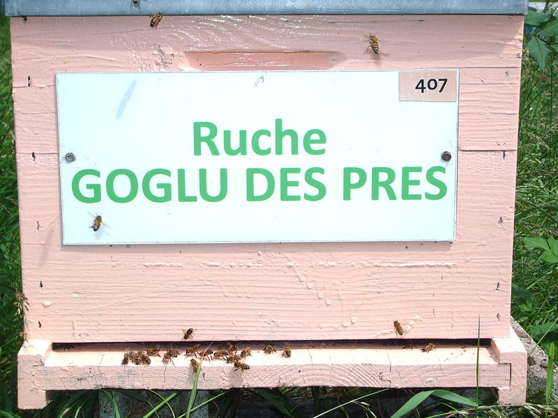 La ruche Goglu des prés