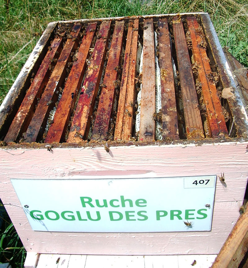 La ruche Goglu des prés