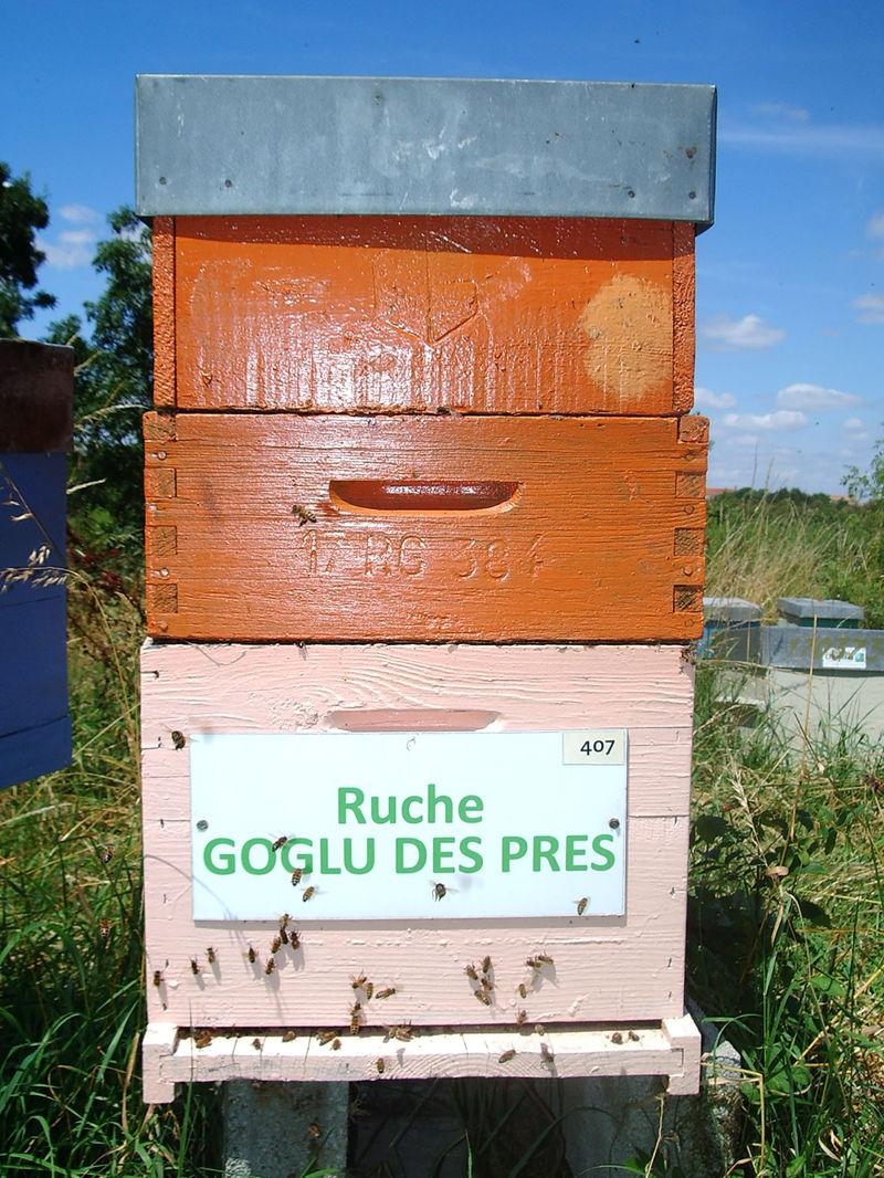 La ruche Goglu des prés