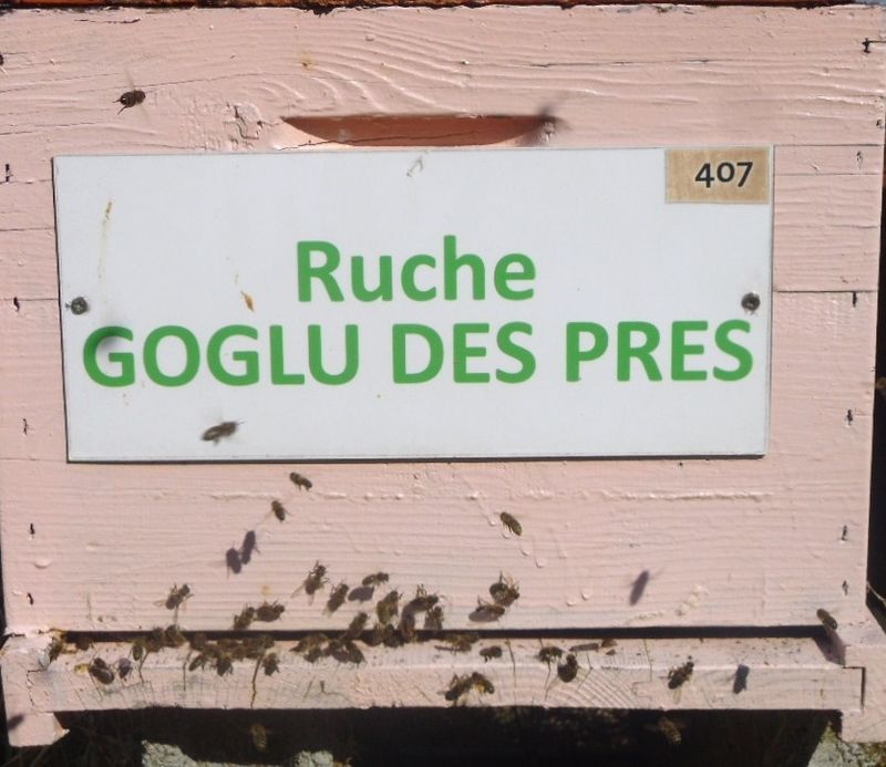 La ruche Goglu des prés