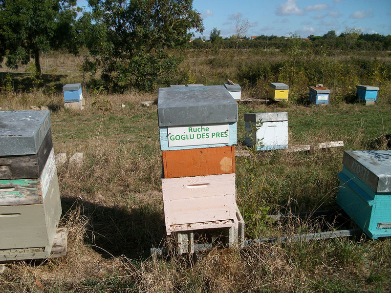 La ruche Goglu des prés