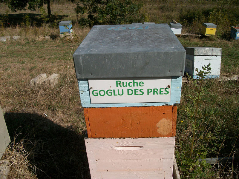 La ruche Goglu des prés