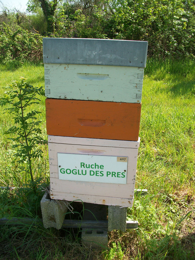 La ruche Goglu des prés