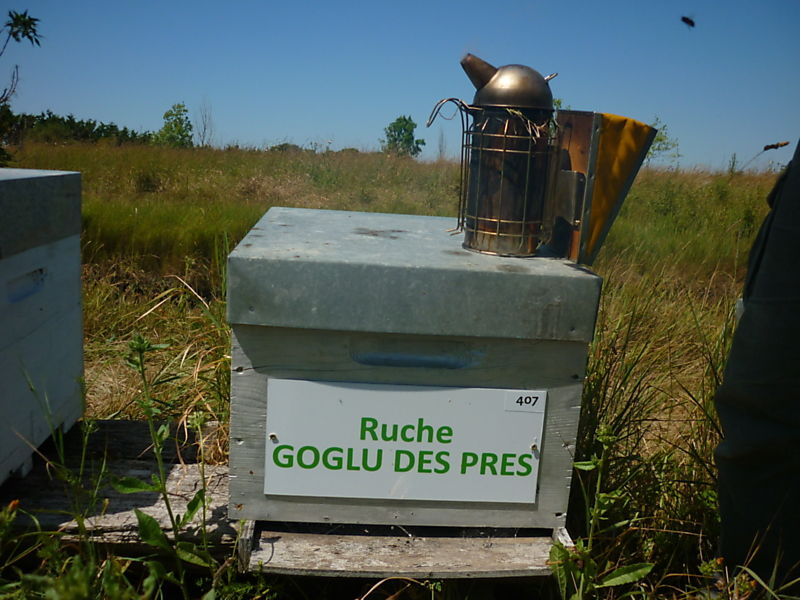 La ruche Goglu des prés