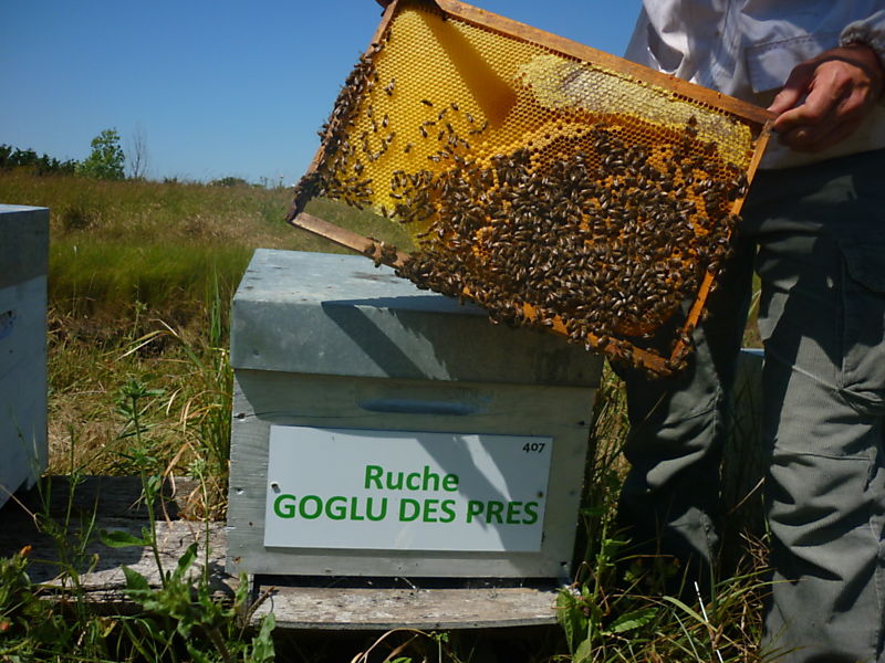 La ruche Goglu des prés