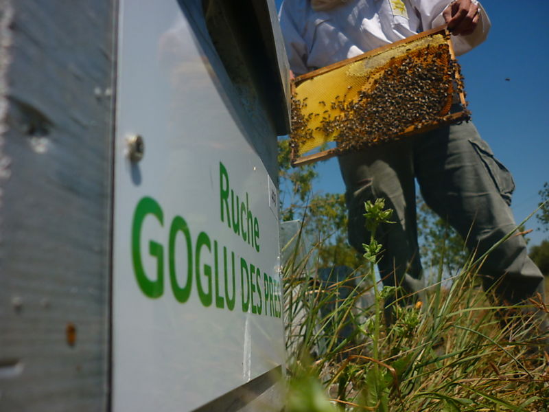 La ruche Goglu des prés
