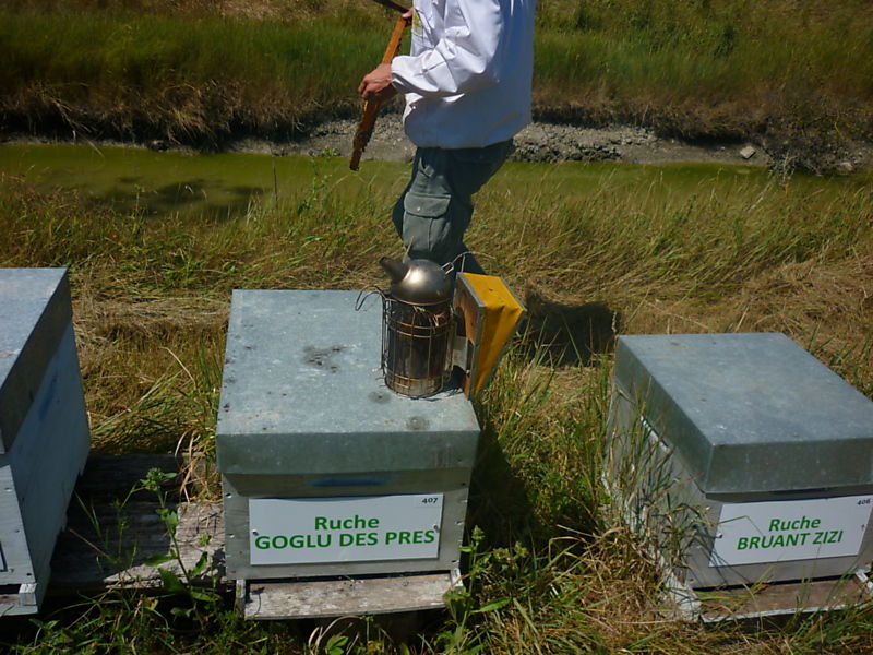 La ruche Goglu des prés