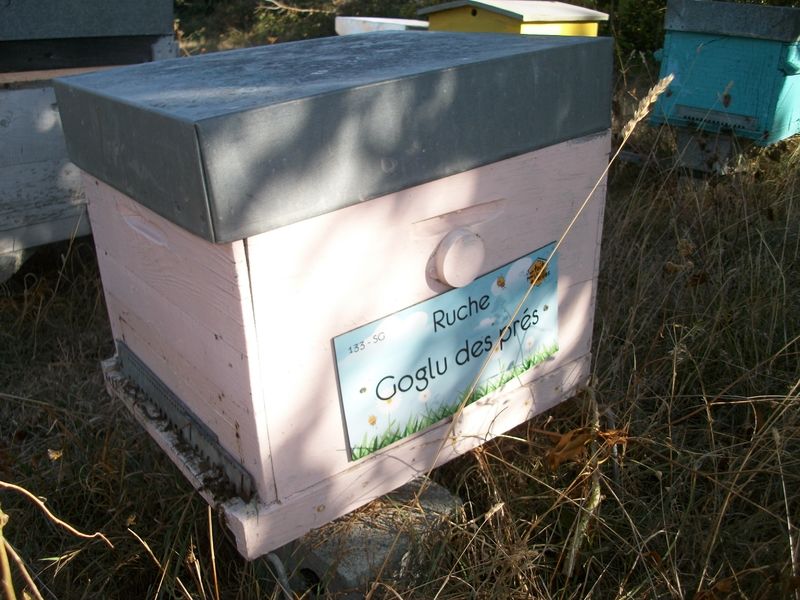 La ruche Goglu des prés