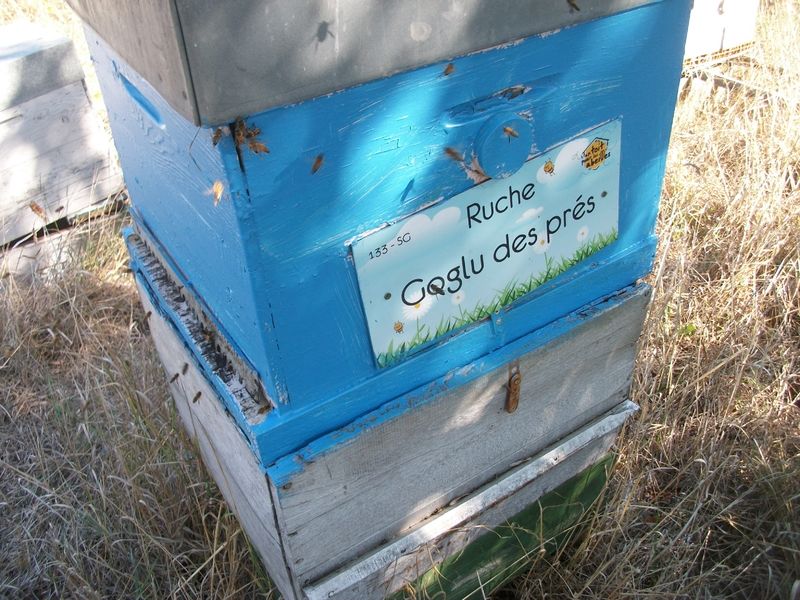 La ruche Goglu des prés