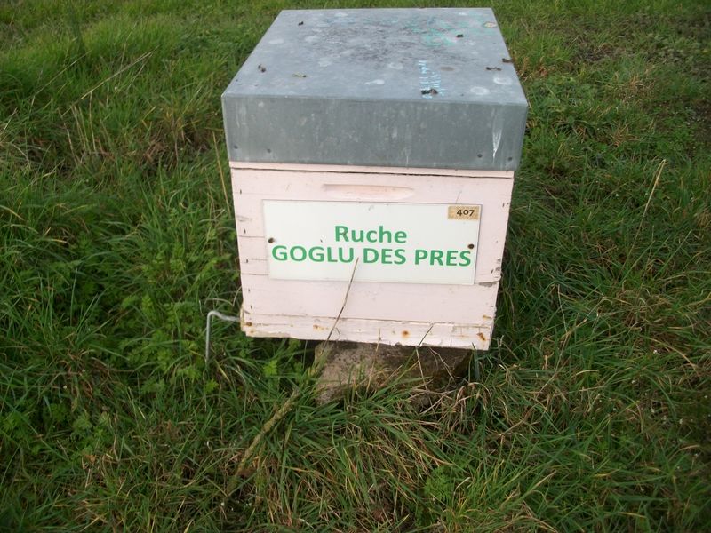 La ruche Goglu des prés