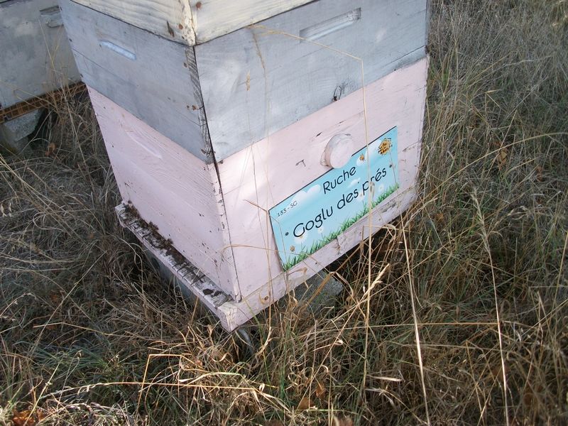 La ruche Goglu des prés