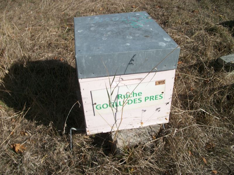 La ruche Goglu des prés