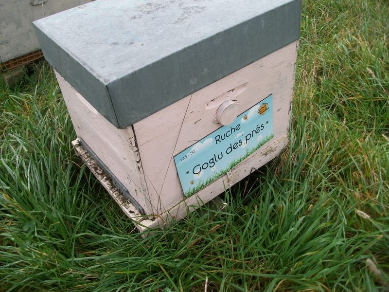 La ruche Goglu des prés
