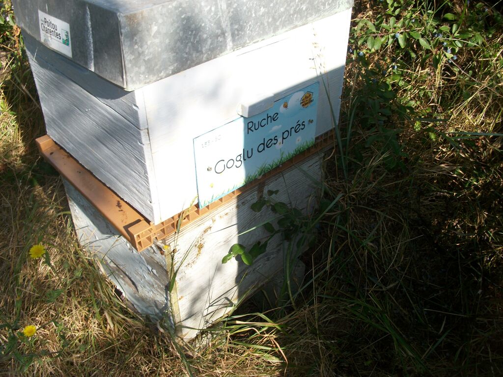 La ruche Goglu des prés