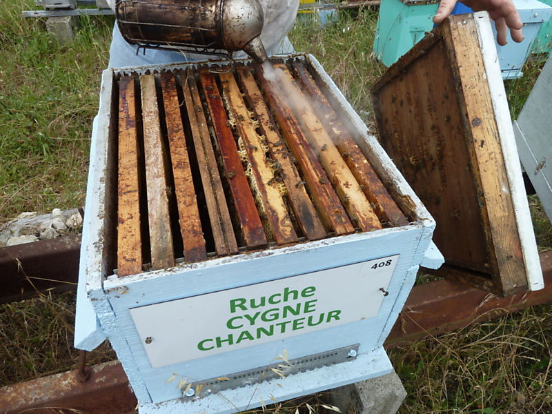 La ruche