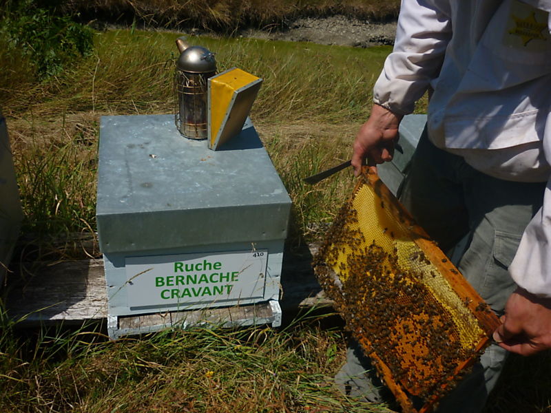 La ruche Bernache cravant