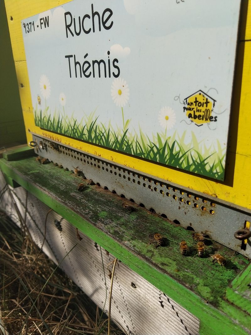 La ruche Thémis