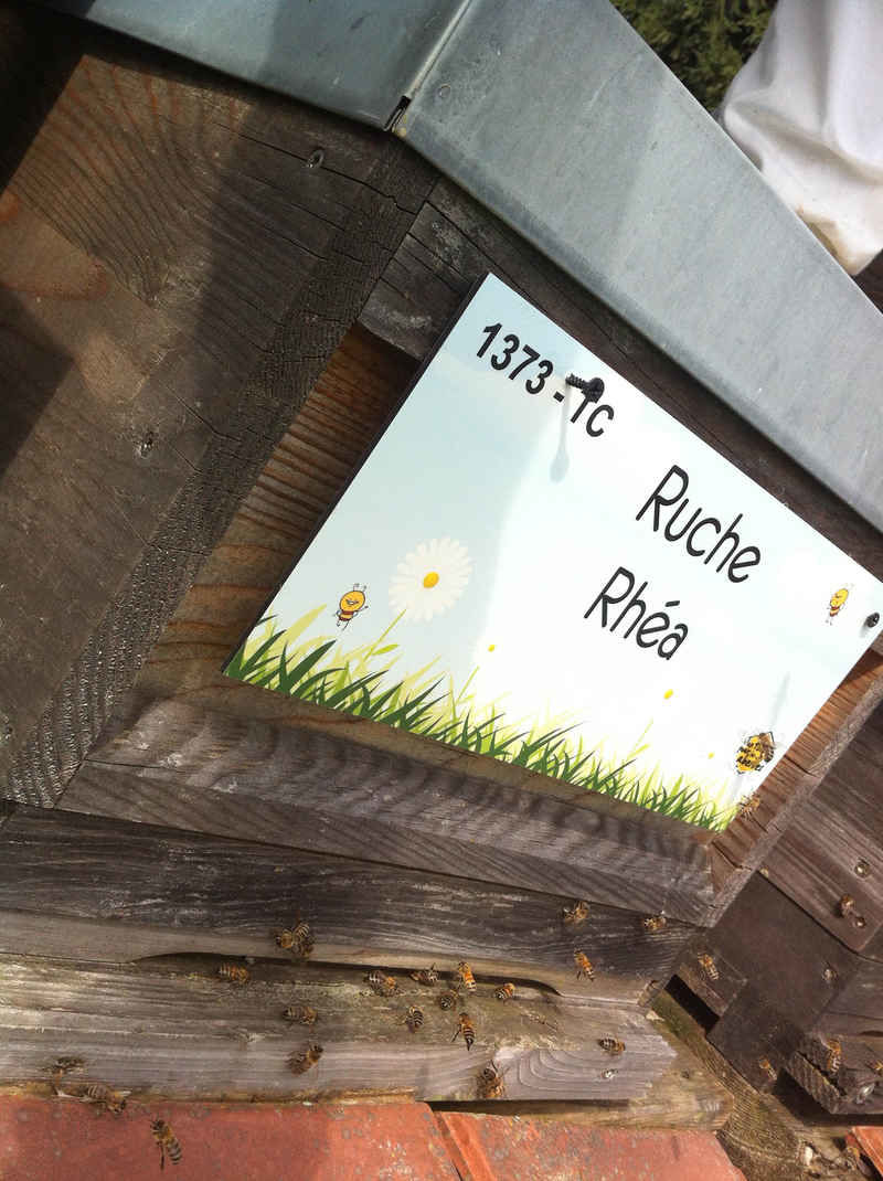 La ruche Rhéa