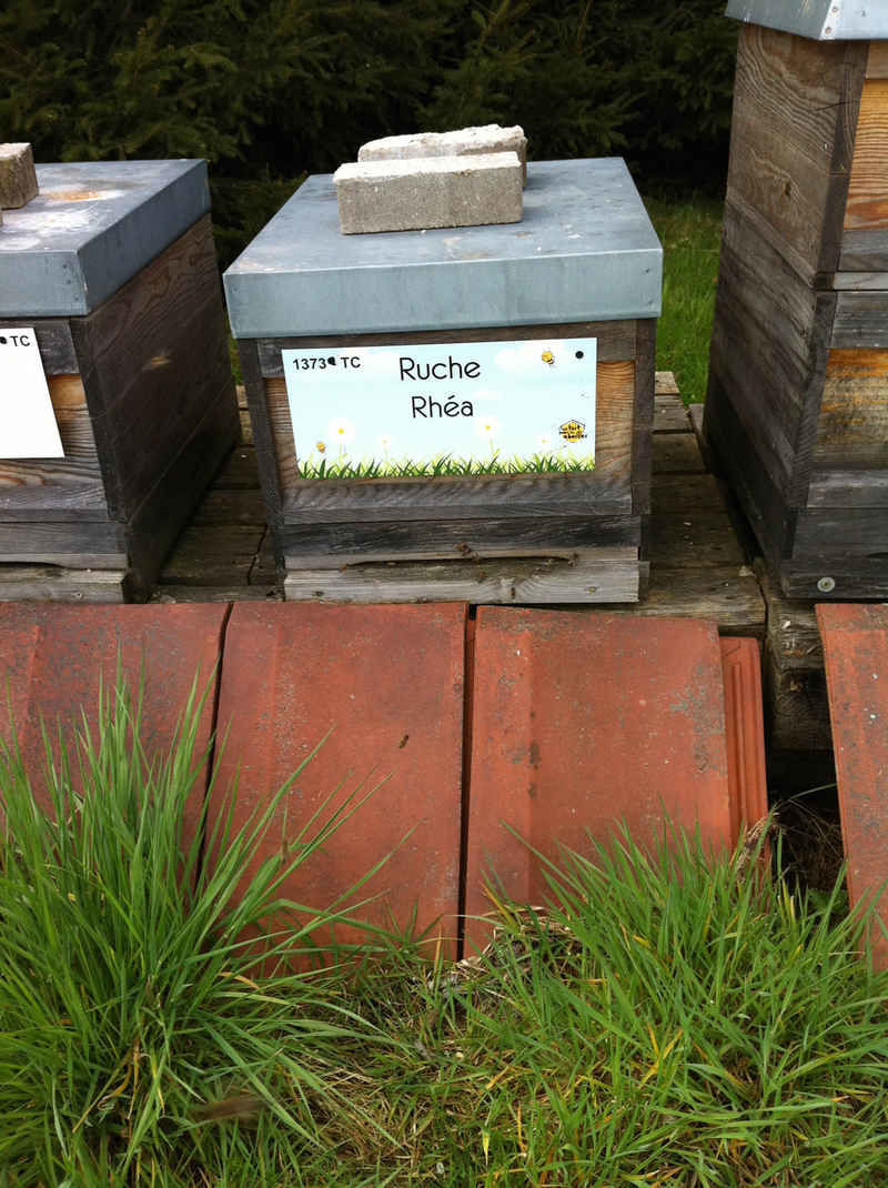 La ruche Rhéa
