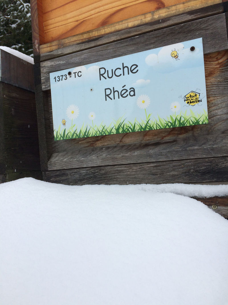 La ruche Rhéa