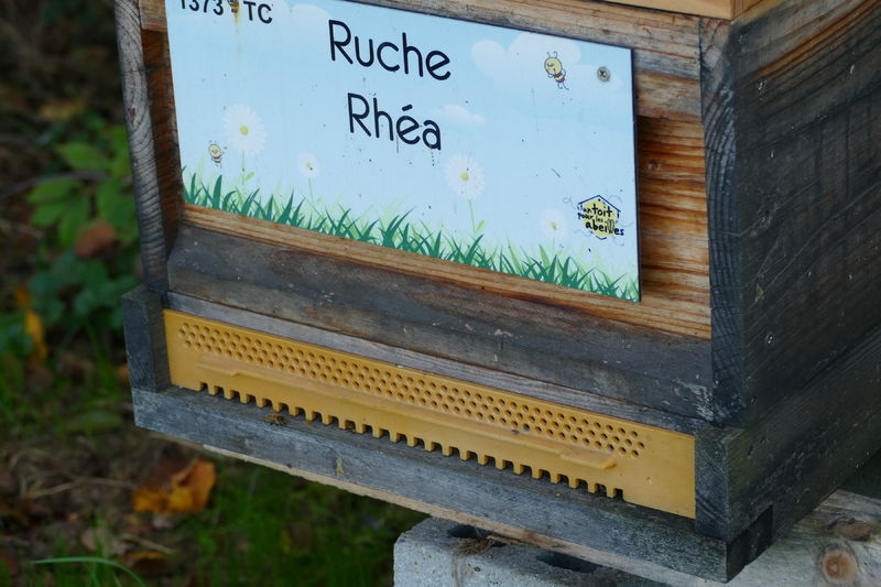 La ruche Rhéa