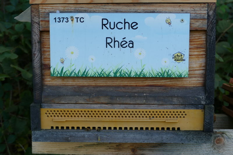 La ruche Rhéa