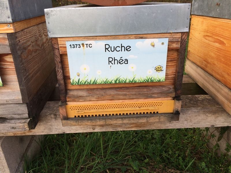 La ruche Rhéa