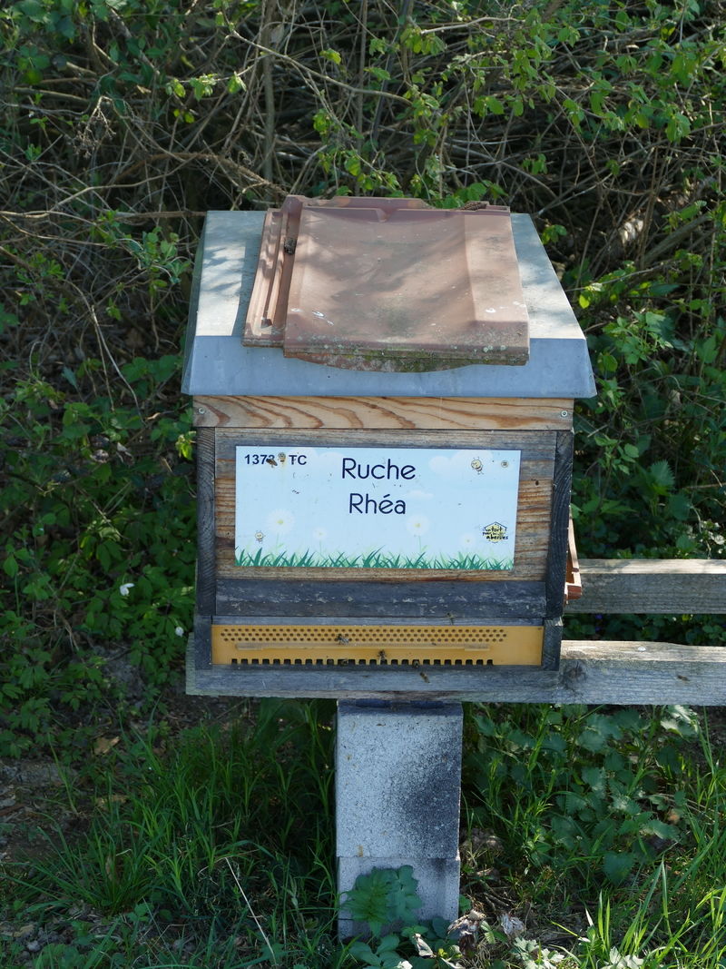 La ruche Rhéa
