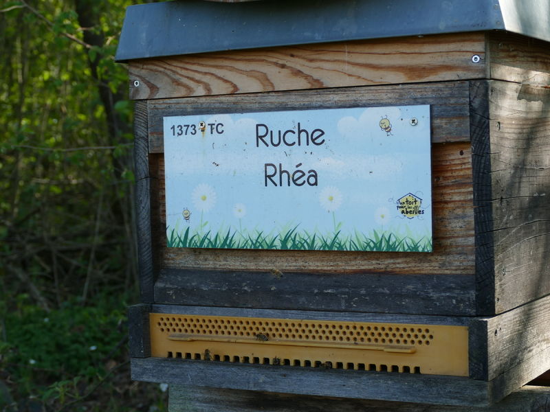 La ruche Rhéa