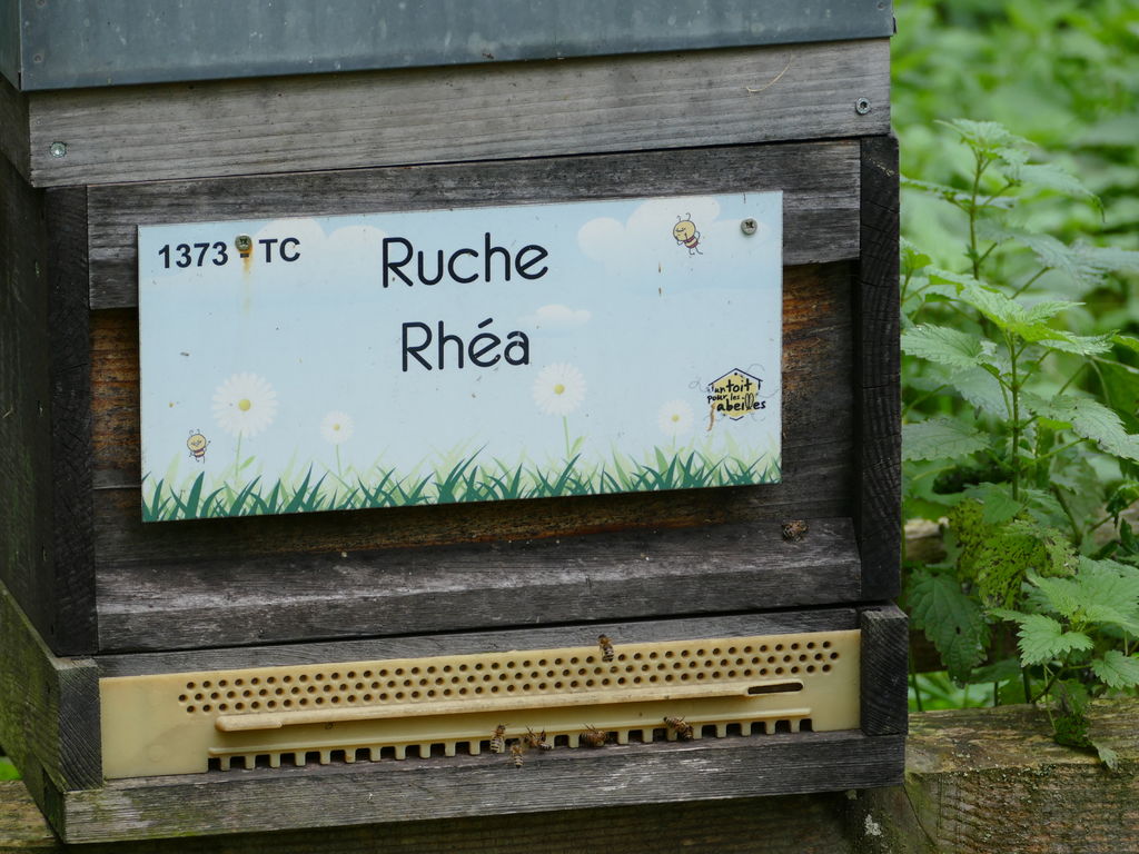 La ruche Rhéa