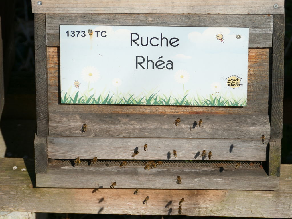 La ruche Rhéa