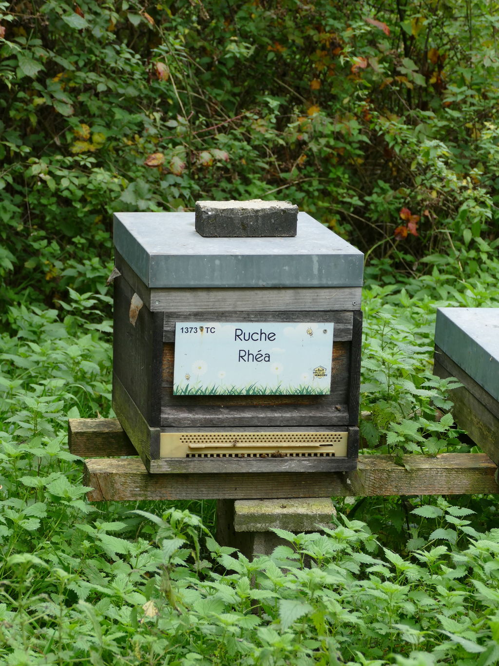 La ruche Rhéa
