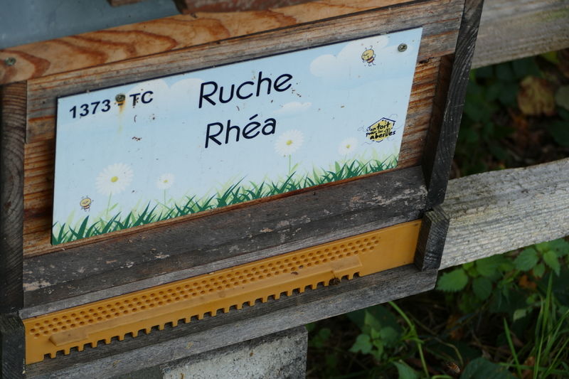 La ruche Rhéa