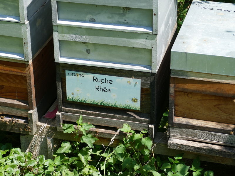 La ruche Rhéa