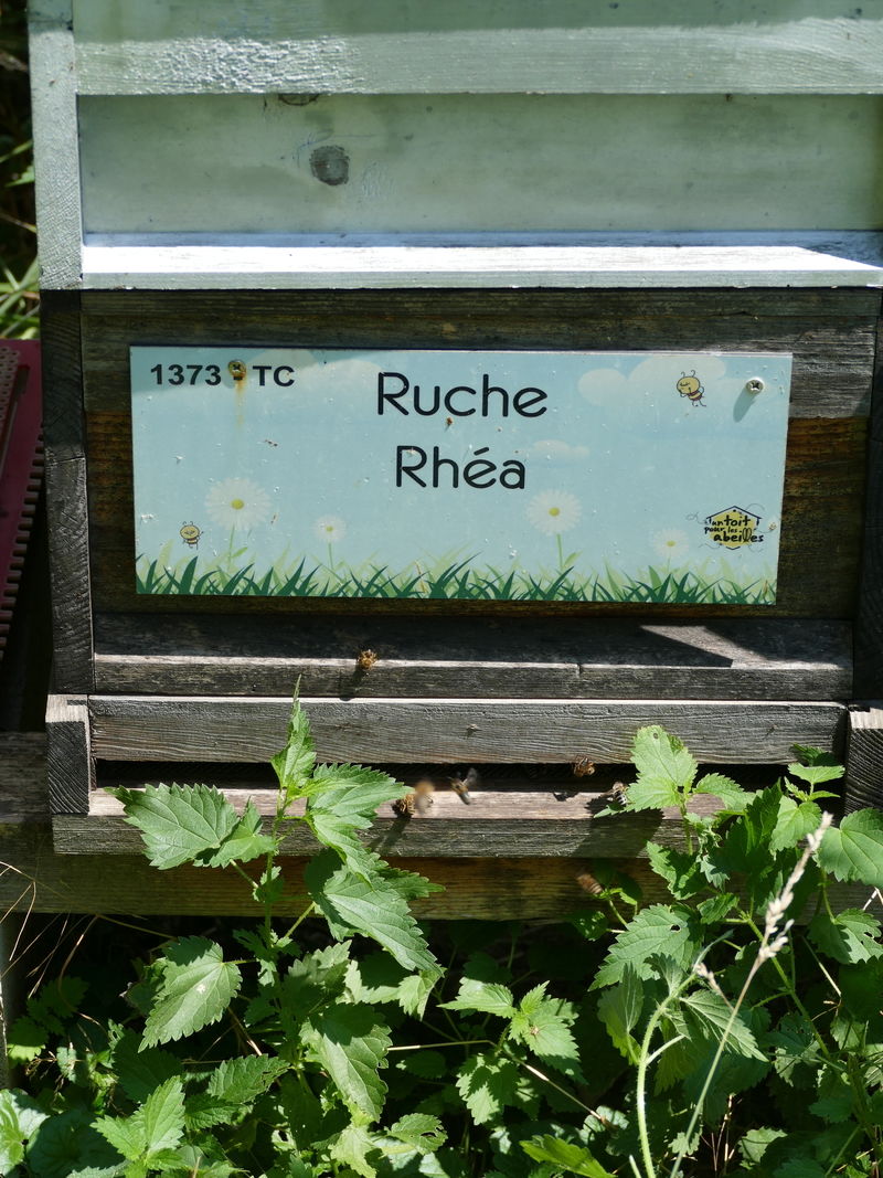 La ruche Rhéa