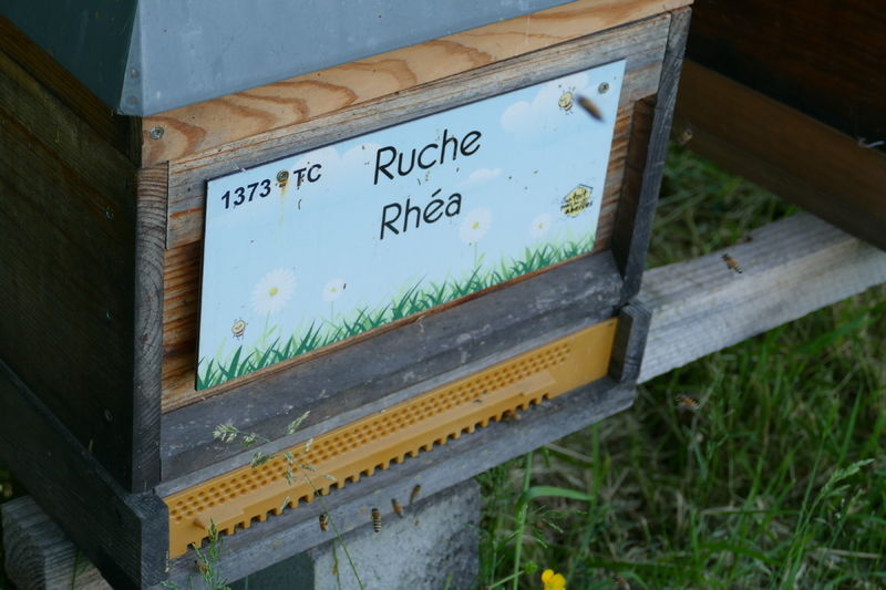 La ruche Rhéa