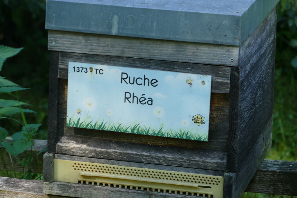 La ruche Rhéa