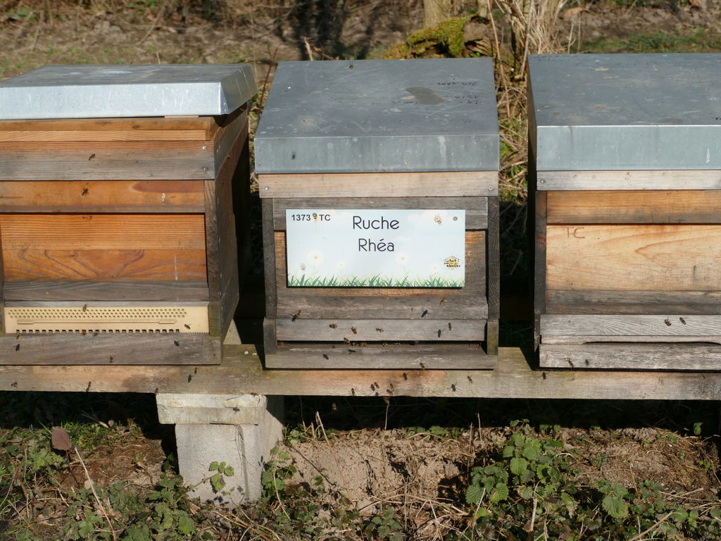 La ruche Rhéa