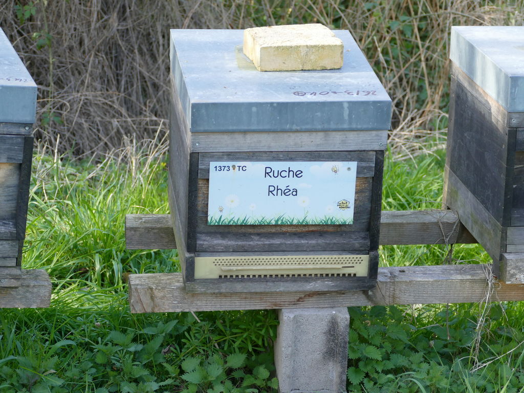 La ruche Rhéa