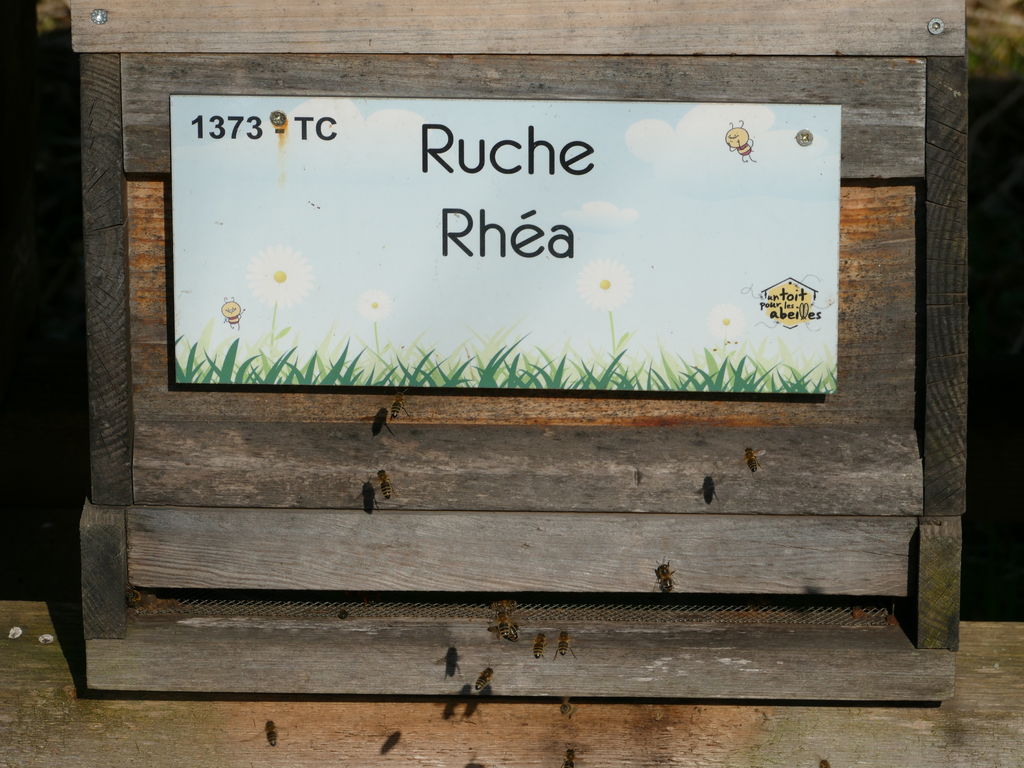 La ruche Rhéa