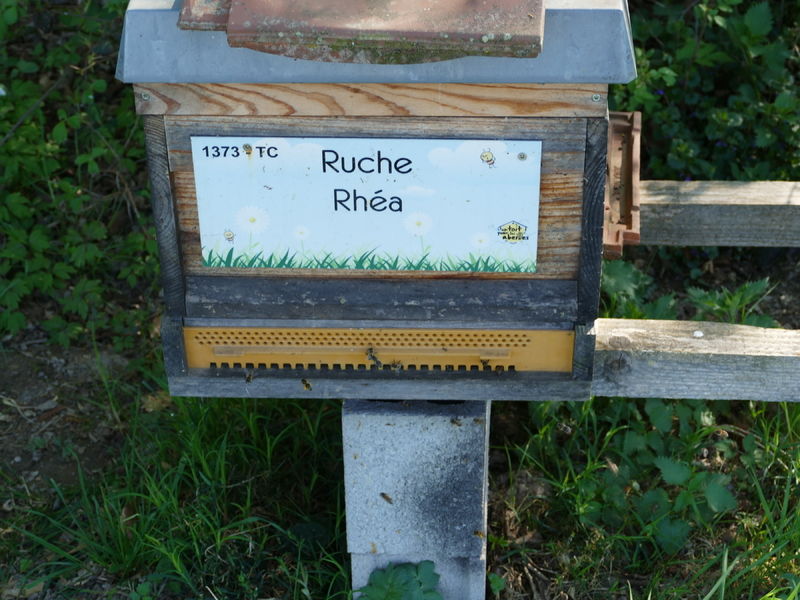La ruche Rhéa