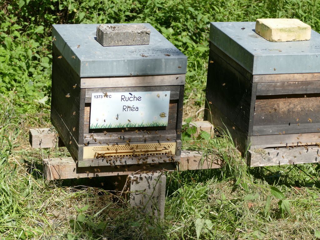 La ruche Rhéa