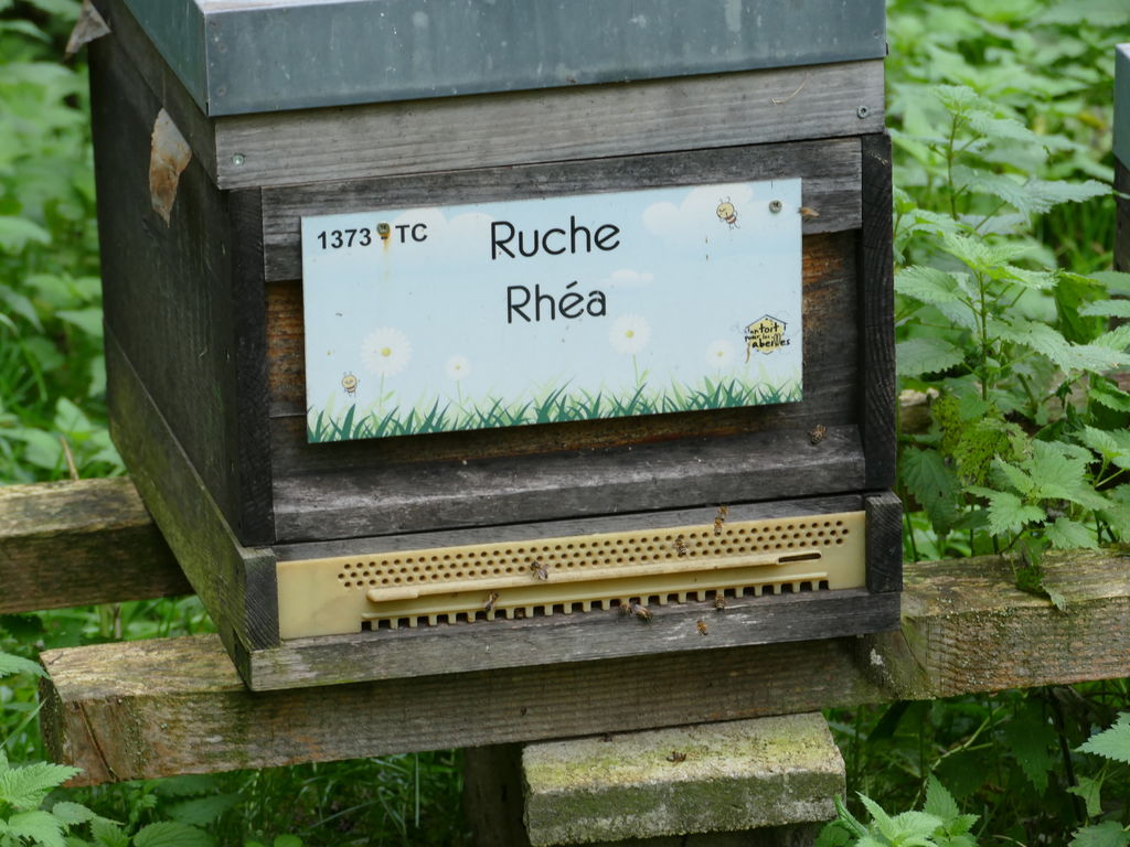 La ruche Rhéa