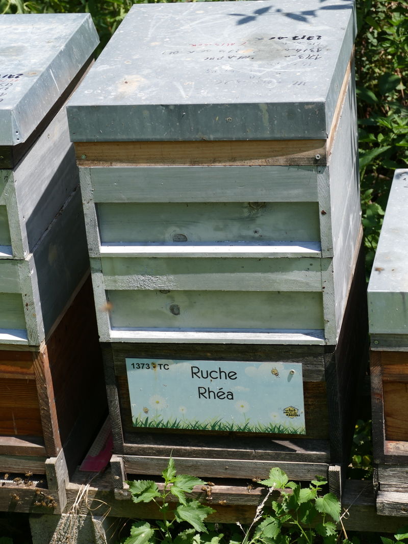 La ruche Rhéa
