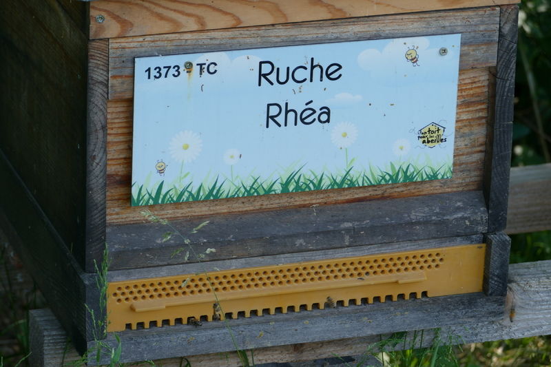 La ruche Rhéa