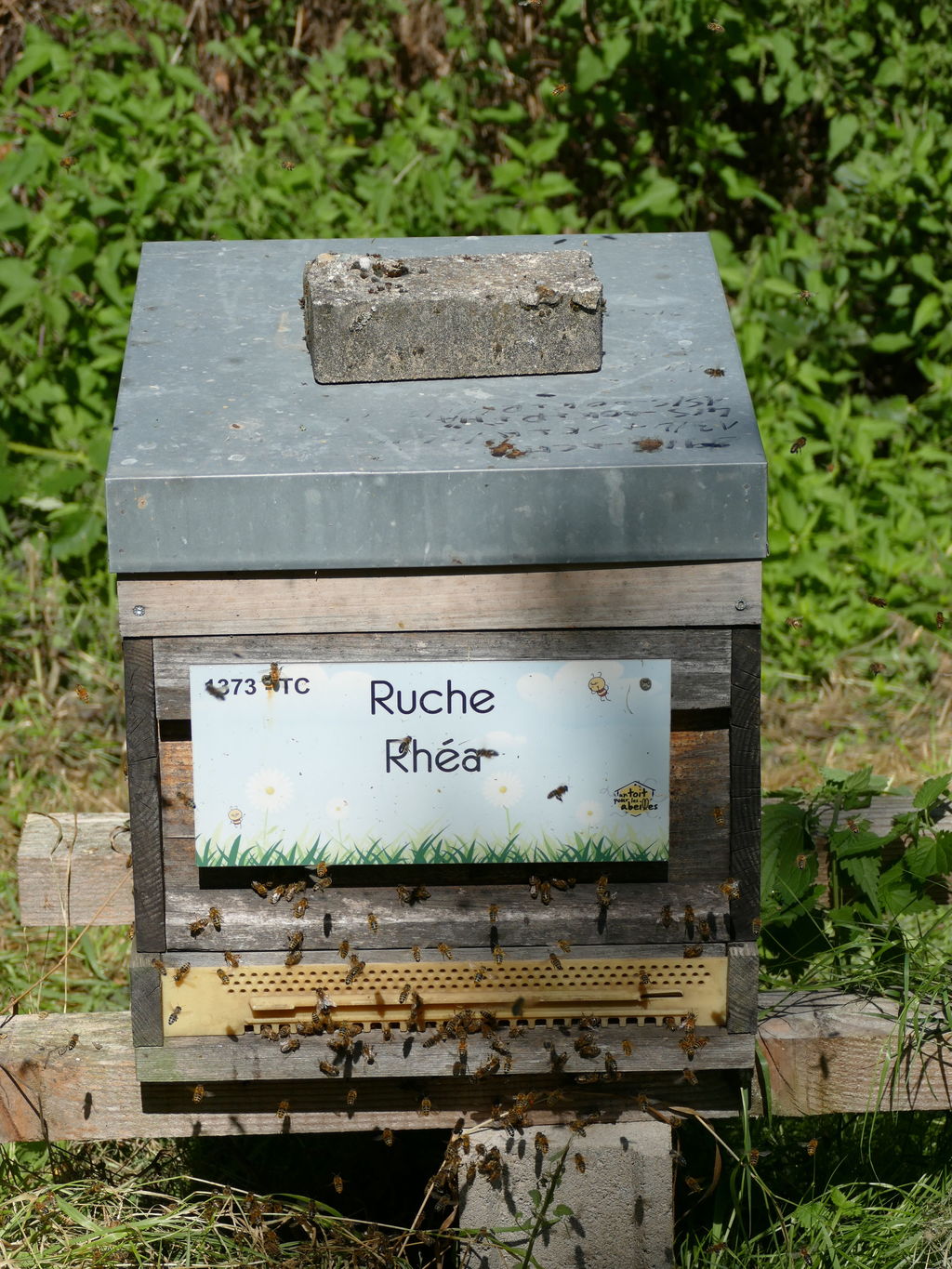 La ruche Rhéa