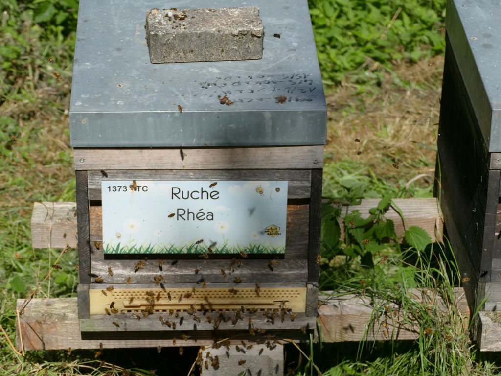 La ruche Rhéa