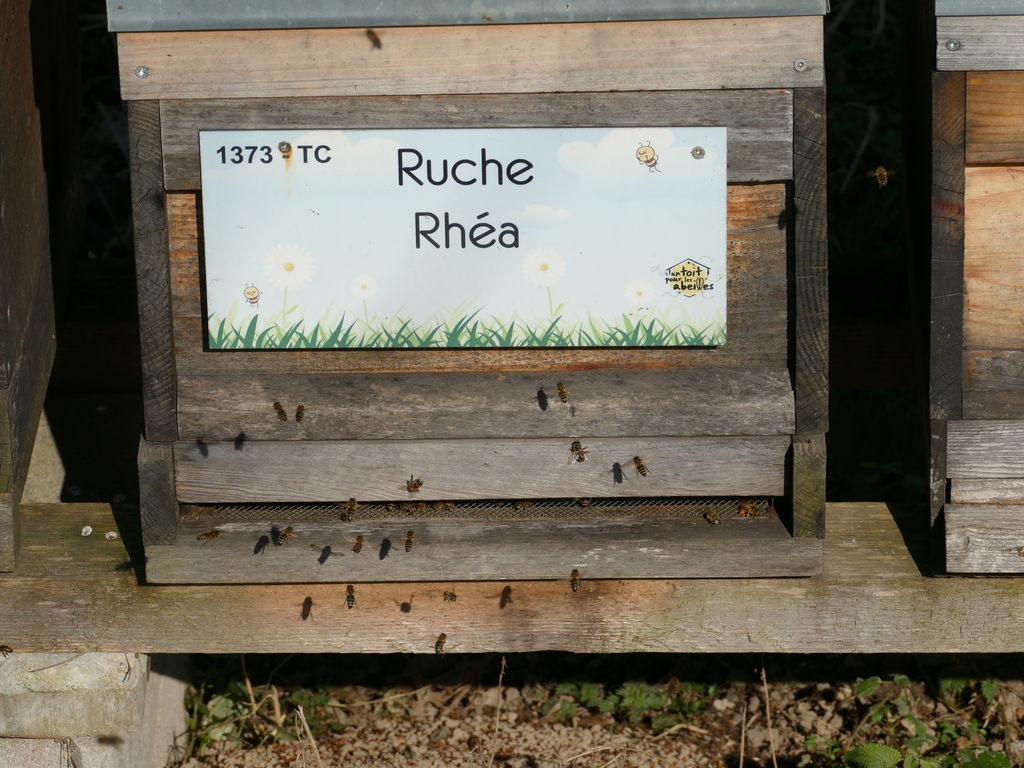 La ruche Rhéa