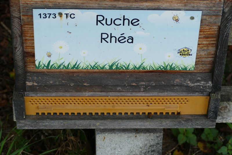 La ruche Rhéa