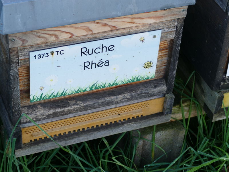 La ruche Rhéa
